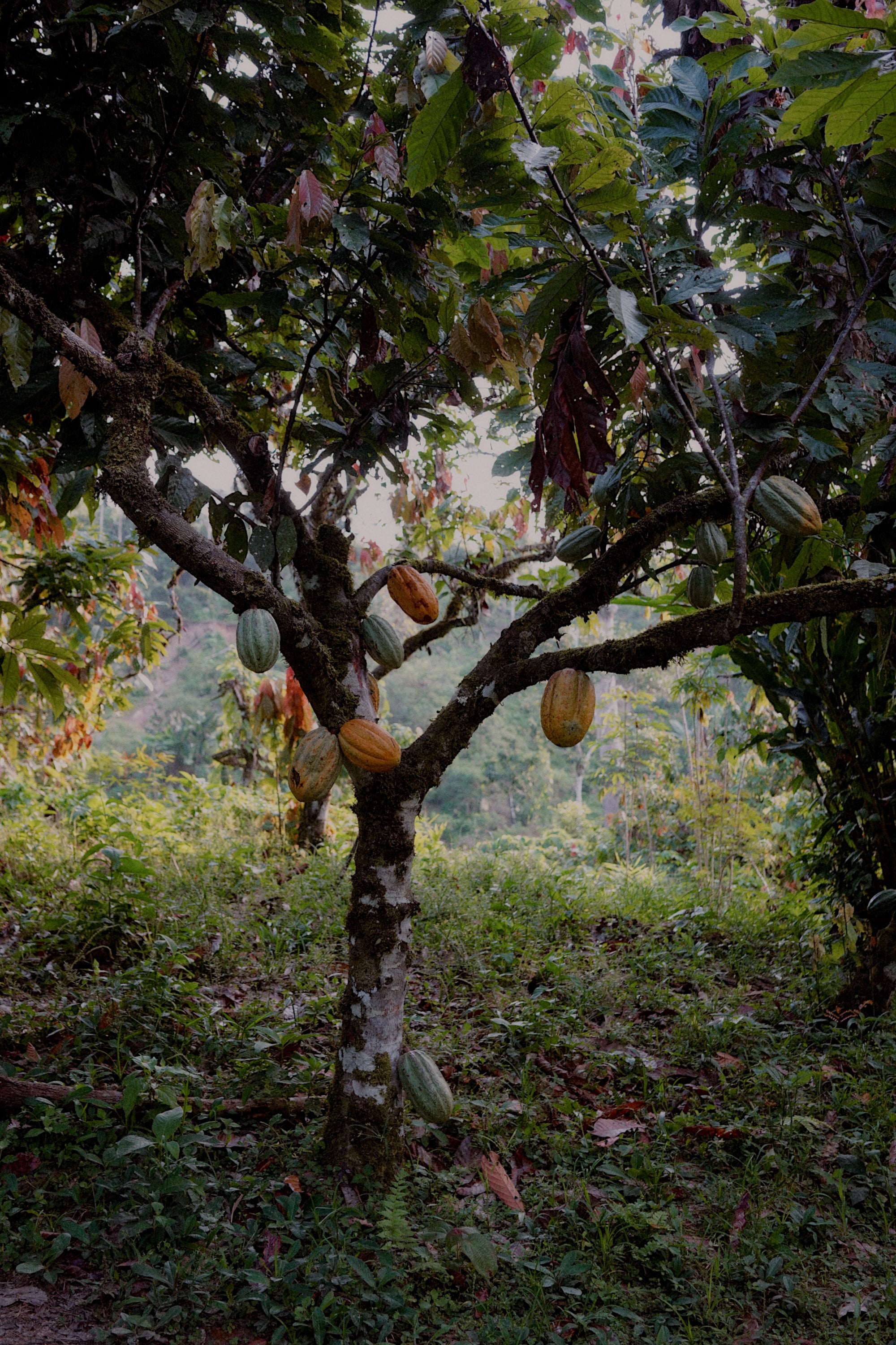 Cacao tree Amazonas peru biodiverse permaculture organic ceremonial cacao